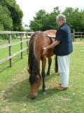 Read more about the article Upcoming Events 2015 – Mike Harrison – Craniosacral Therapy for Horses