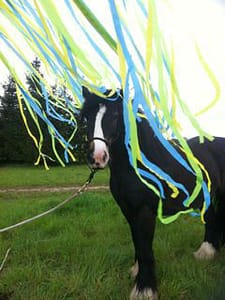 Read more about the article 2016 Horse Agility Training Day and Competition Dates