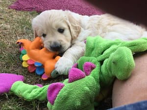 Read more about the article The Importance of Early Experiences for Puppies