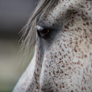 Creating a Deeper Relationship with Your Horse, Saturday 8th August 2020, 10 till 3pm