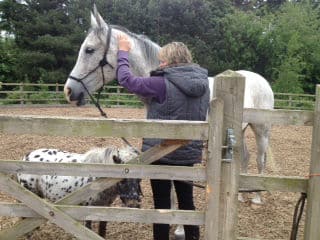 You are currently viewing Craniosacral Day – Assessing, Helping and Improving Wellness for Horses – July 10th 2016