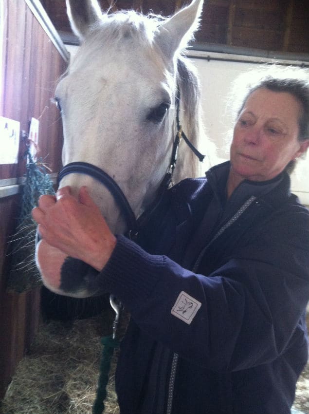You are currently viewing Craniosacral Horse Owners Day June 2015