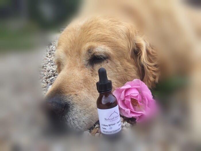 Read more about the article Flower Essence Awareness Week