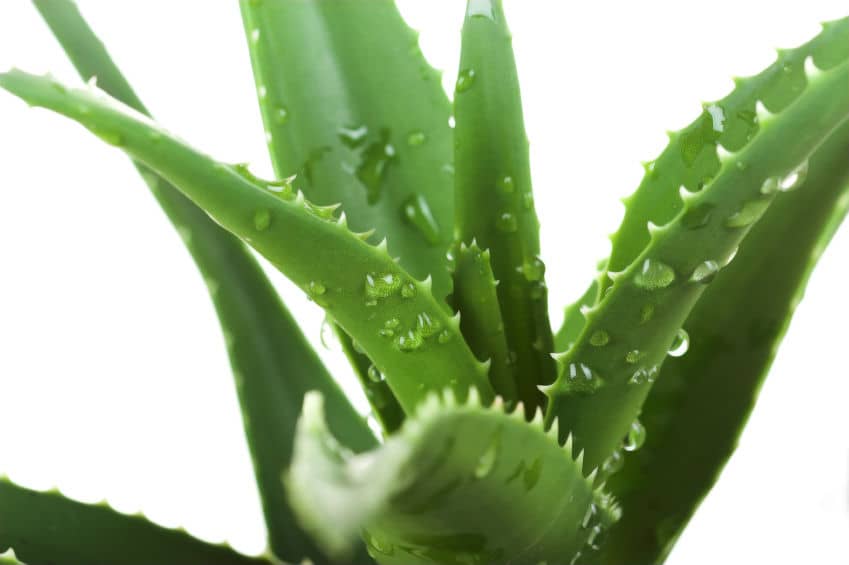Read more about the article Aloe Vera the Healing Plant